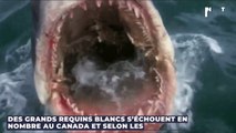 Des grands requins blancs s’échouent en nombre au Canada, selon les scientifiques c’est bien