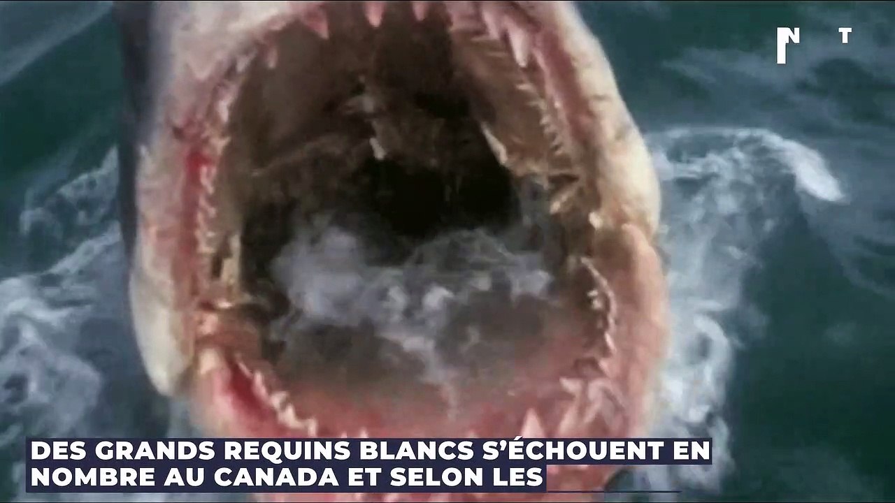 Des grands requins blancs s’échouent en nombre au Canada, selon les scientifiques c’est bien