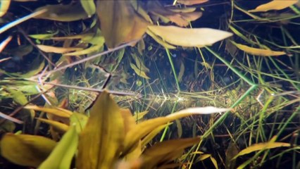 Water voles reintroduced to Lake Distrct in North West England