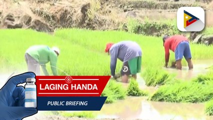Presyo ng bigas, inaasahang magiging stable ngayong simula na ang anihan ng malalaking palay-producing regions