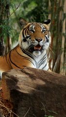 Relaxing Music for Sleep - Dreamy Ambient Melodies