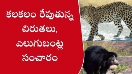 అనంతపురం: ఉమ్మడి జిల్లాలో చిరుతలు, ఎలుగుబంటుల సంచారం
