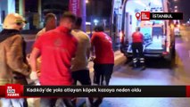 Kadıköy'de yola atlayan köpek kazaya neden oldu