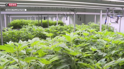 Allemagne : le cannabis bientôt légalisé ?