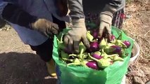 Récolte difficile des aubergines par les survivants du tremblement de terre à des températures allant jusqu'à 50 degrés Celsius