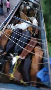 Cow smugglers were carrying cows and bullocks to the slaughter house