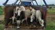 Cow smugglers were carrying cows and bullocks to the slaughter house