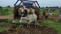 Cow smugglers were carrying cows and bullocks to the slaughter house