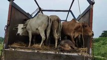 Cow smugglers were carrying cows and bullocks to the slaughter house