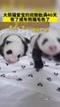 熊貓雙胞胎40天了！已經解鎖“熊貓皮膚”。Panda twins 40 days old! #Panda Skin has been unlocked.