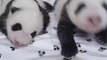 熊貓雙胞胎40天了！已經解鎖“熊貓皮膚”。Panda twins 40 days old! #Panda Skin has been unlocked.