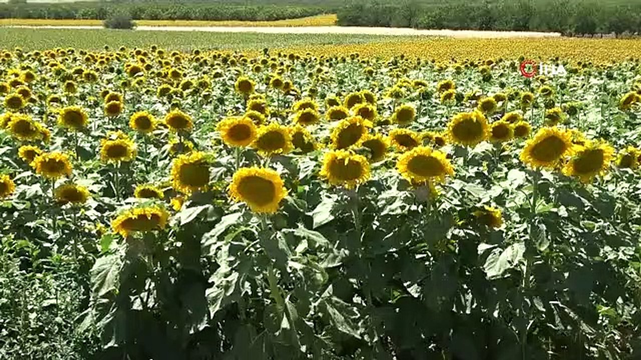 Malatya'da Çerezlik Ayçiçeği Hasadı Başladı