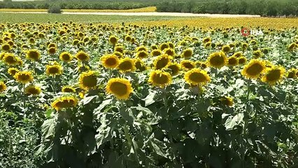 Malatya'da Çerezlik Ayçiçeği Hasadı Başladı