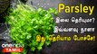 Parsley இலையில் உள்ள மருத்துவ குணங்கள் | Parsley Leaves Health Benefits in Tamil | Health Tips