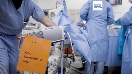 Medicina bate recorde no transplante de rim de porco para humano