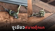 หาชมยาก ! งูเขียวเขมือบตุ๊กแก นาทีระทึกคาฝาบ้าน