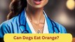 Can Dogs Eat Orange? | Dog Food | Zudaan
