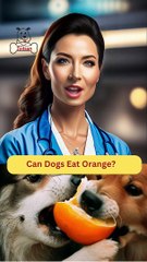 Can Dogs Eat Orange? | Dog Food | Zudaan