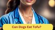 Can Dogs Eat Tofu | Dog Food | Zudaan