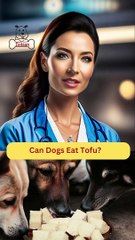 Can Dogs Eat Tofu | Dog Food | Zudaan