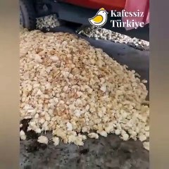 Yüzlerce erkek civciv ölüme terk edildi