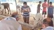 लखनऊ: गौशाला में 13 गोवंश की मौत के बाद पहुंचे पशुधन मंत्री, कही यह बात