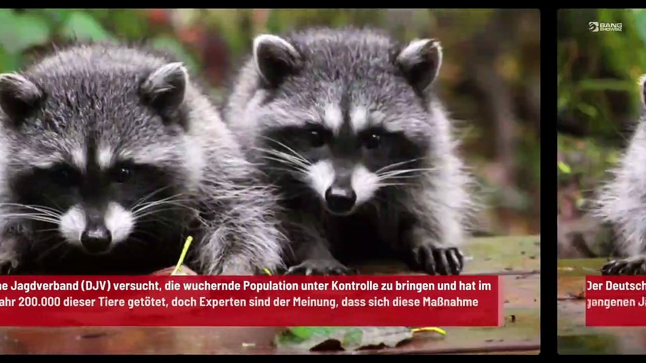 Betrunkene Waschbären richten in Deutschland Verwüstungen an