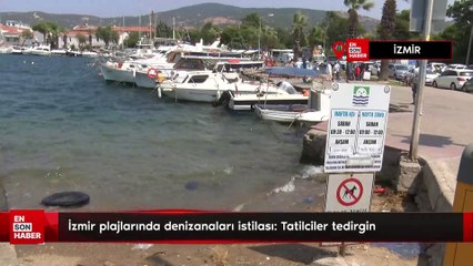 İzmir plajlarında denizanaları istilası: Tatilciler tedirgin