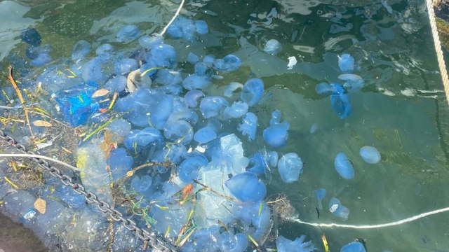 Foça Sahillerinde denizanası yoğunluğu nedeniyle plajlar boş kaldı