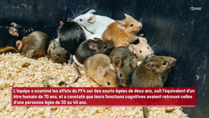 Des scientifiques font vieillir le cerveau de souris de plusieurs dizaines d’années !