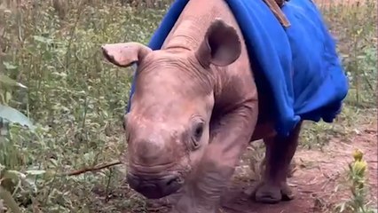 This Rescued Baby RHINO ORPHAN Is Adorable!