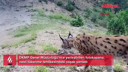 Belgeselleri aratmayan görüntüler! Ormanların hayaleti...