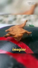 Mysterious Moth Larva Unveiled: The Monkey Slug Caterpillar Spectacle! || Best of Internet