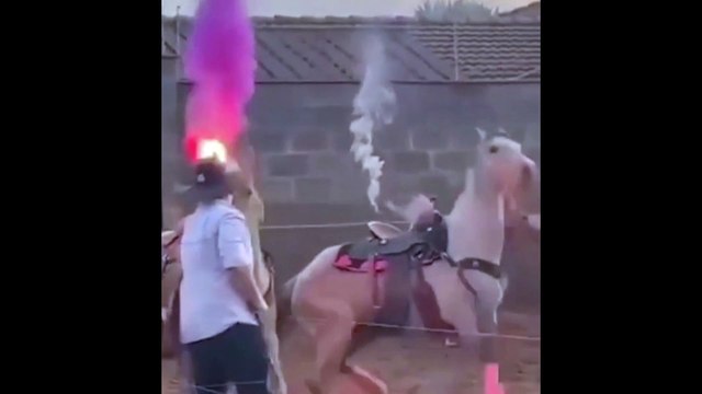 GO: casal é investigado por maus-tratos após usar cavalos em chá revelação