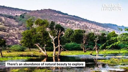 A Walk On The Wild Side | Rajasthan