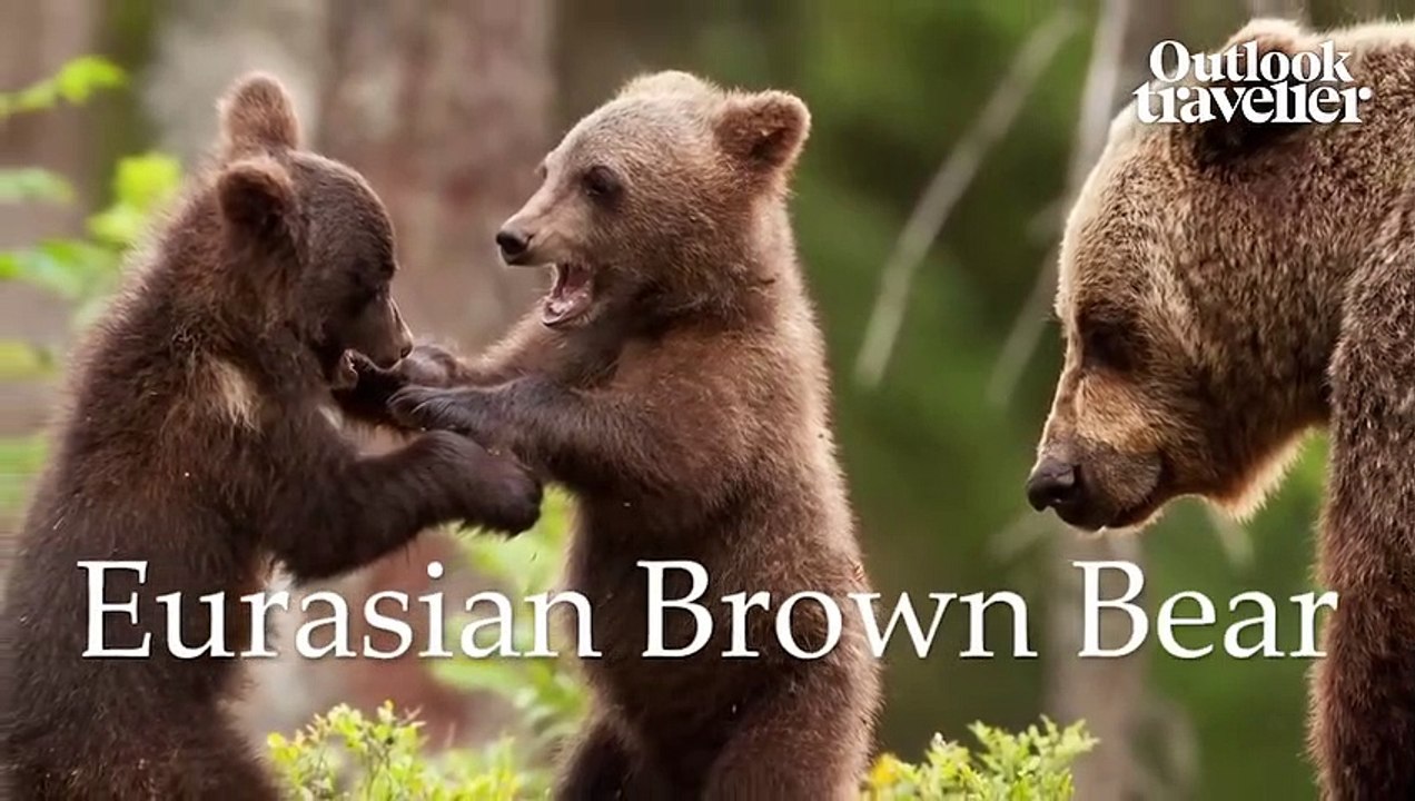 Wildlife Trail at Hemis National Park