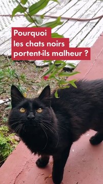 Pourquoi les chats noirs portent-ils malheur ?