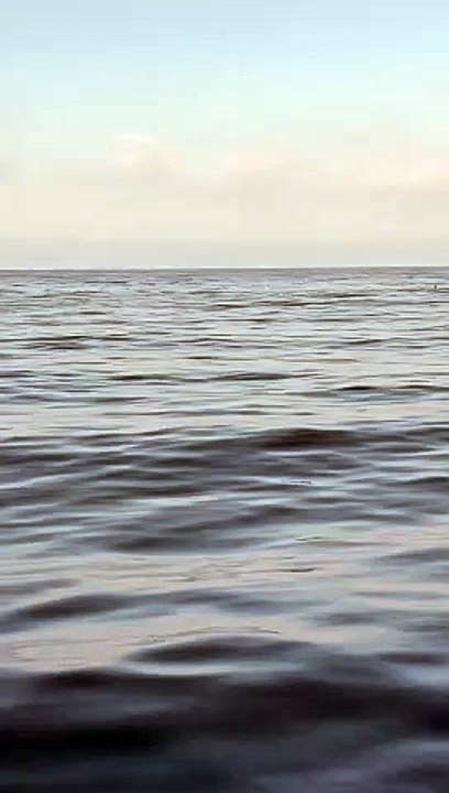 Avvistata una balena a Punta Secca