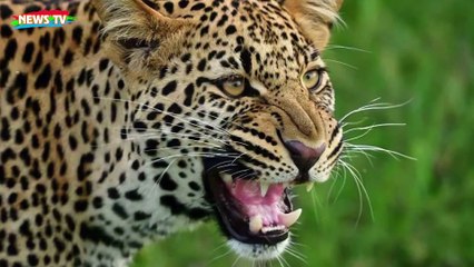 Câu Chuyện Rùng Rợn Về Báo Hoa Mai Panar Ăn Thịt  Hơn 400 Người