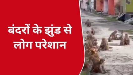 हापुड़: गाड़ी भरकर मौहल्ले में छोड़ गया बंदर, जानिए क्या है मामला!