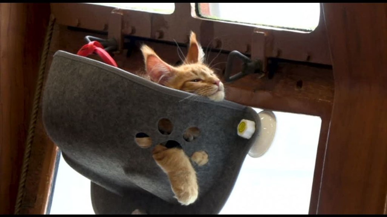 Singapore, dopo quella per cani arriva la crociera per gatti al tramonto