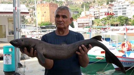 'Pasifik canavarı' Antalya'da yakalandı!
