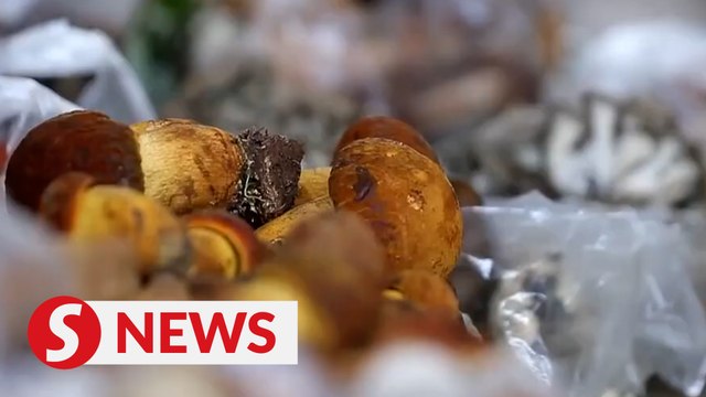 Wild mushrooms bring economic benefits to locals in Yunnan