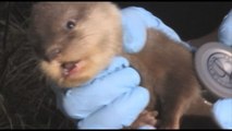 In Francia sono nate quattro lontre nane asiatiche, specie a rischio