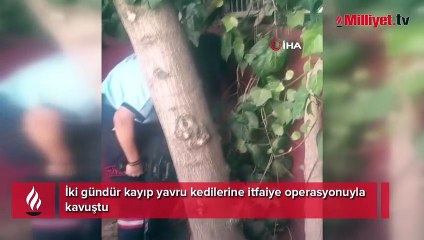 Yavru kedilere ulaşmak için duvarı deldiler