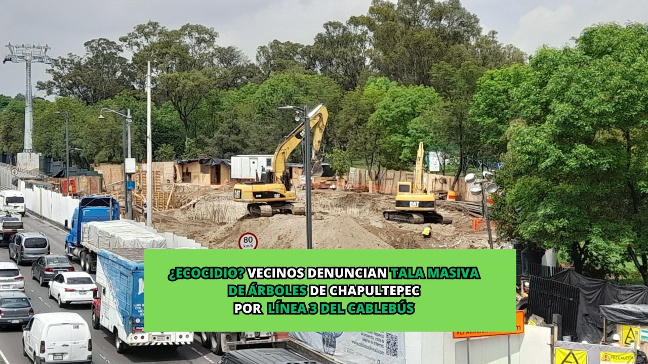 ¿Ecocidio? Vecinos denuncian tala masiva de árboles de Chapultepec por Línea 3 del Cablebús