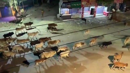 बला  टालने  एक दूसरे के क्षेत्र में छोड़ रहे आवारा मवेशी