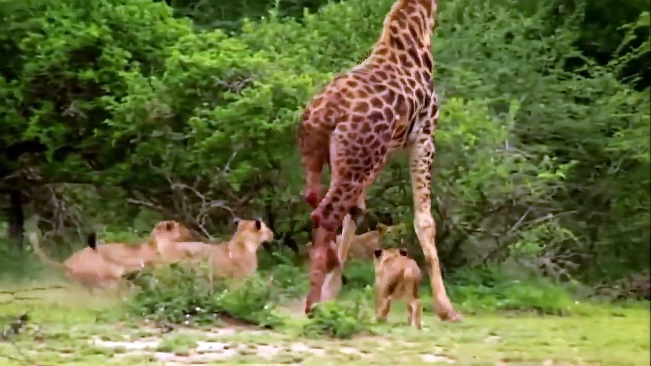 Gerombolan Singa yang Menyerang Jerapah l Lion attack Giraffe