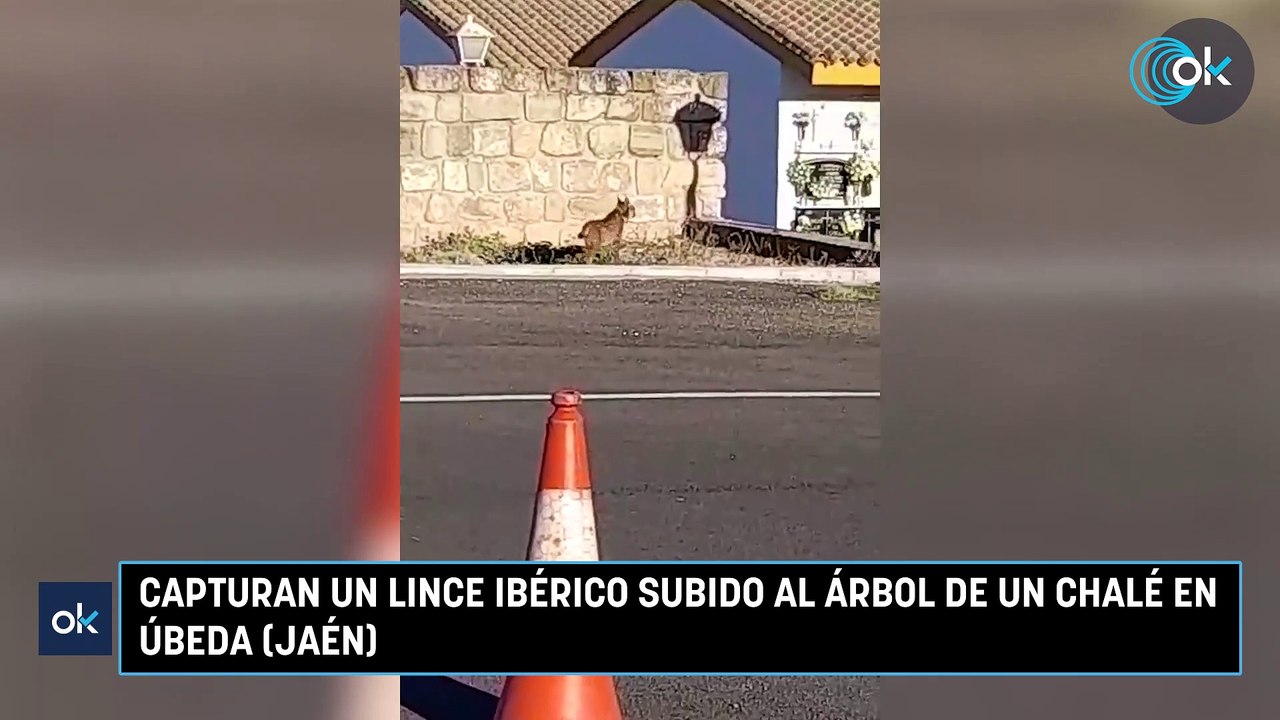 Capturan un lince ibérico subido al árbol de un chalé en Úbeda (Jaén)