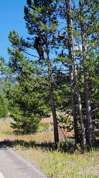 Un ours est Spiderman